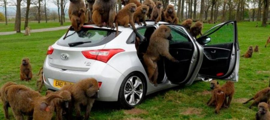 Monos armados